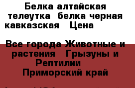 Белка алтайская телеутка, белка черная кавказская › Цена ­ 5 000 - Все города Животные и растения » Грызуны и Рептилии   . Приморский край